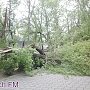 В Керчи ветер сломал большое дерево