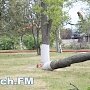 В Керчи на морвокзале упало дерево