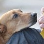 Глава администрации Евпатории расценил массовое отравление собак в канун Дня Победы как «спланированную провокацию» с целью компрометации власти