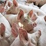 В Крыму отменили ЧС по африканской чуме свиней