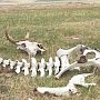 В Крыму останки животных сваливают возле жилых домов