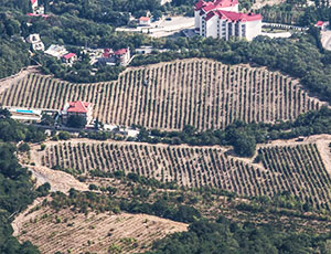 Время сажать виноград: Крым компенсирует до 80% затрат