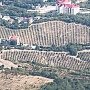 Время сажать виноград: Крым компенсирует до 80% затрат
