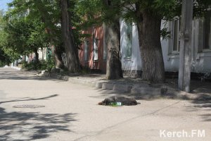 В Керчи считают, что стерилизовать животных сейчас нет смысла