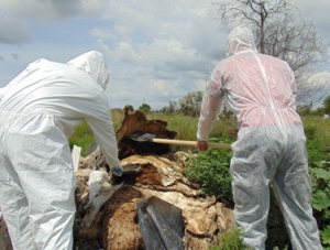 В Крыму ликвидировали три несанкционированные свалки биологических отходов
