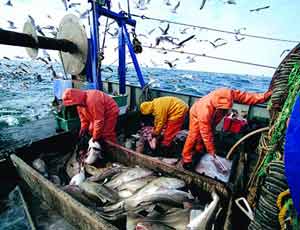 В Крыму в 3 раза возросли показатели рыбной отрасли