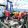 В Крыму в 3 раза возросли показатели рыбной отрасли