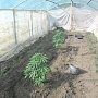 У жителя Кировского района полицейские обнаружили около 0,5 кг марихуаны