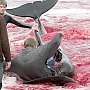 В Крыму спасли раненого дельфина