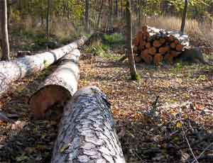Наломали дров: осенний ажиотаж с лесозаготовками в Крыму привел к уголовным делам и ущербу на четверть миллиарда