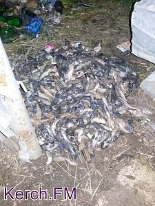 В Керчи гниет куча рыбы на одной из улиц города