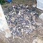 В Керчи гниет куча рыбы на одной из улиц города