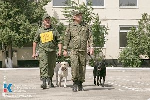 В Крыму определяют лучшую собаку, умеющую находить взрывчатку и наркотики