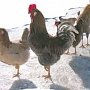 В Крыму домашнюю птицу выкашивает атипичная чума