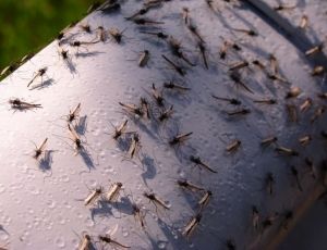 В Крыму раскрыта тайна нашествия комаров
