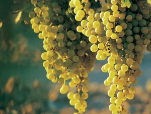 Виноградарство является приоритетным направлением развития Крыма — Григоренко
