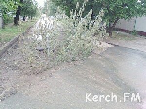 В Керчи в яму на дороге после порыва посадили дерево