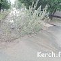 В Керчи в яму на дороге после порыва посадили дерево