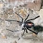 В Крыму растет популяции ядовитых пауков-каракуртов
