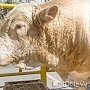 В Крыму раздадут коров в хорошие руки