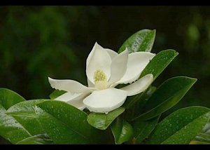 В Никитском ботаническом саду — пик цветения крупноцветковой магнолии