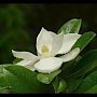 В Никитском ботаническом саду — пик цветения крупноцветковой магнолии