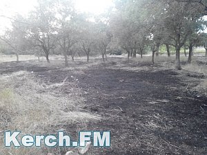 В Приморском парке Керчи опять горели трава и деревья