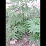 У жителя Кировского района выявлены наркосодержащие растения