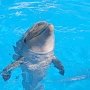 23 июля мир отметит День китов и дельфинов