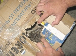 Краснокнижных птиц везли из Севастополя в Краснодар в картонных коробках