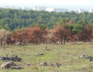 В Севастополе вновь «краснокнижный» скандал : местные жители пытаются спасти сосновый лес в Лабораторной балке
