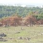 В Севастополе вновь «краснокнижный» скандал : местные жители пытаются спасти сосновый лес в Лабораторной балке