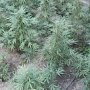 Житель Белогорска на приусадебном участке выращивал наркосодержащие растения