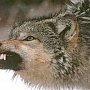 В Севастополе разрешили отстрел вернувшегося в крымские леса волка