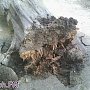 В Керчи в ночное время во время грозы упало дерево