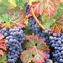 Крымские аграрии в этом году уже заложили 350 гектаров новых виноградников – Минсельхоз РК