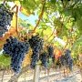 Крымские виноградари заложили 350 гектаров новых плантаций