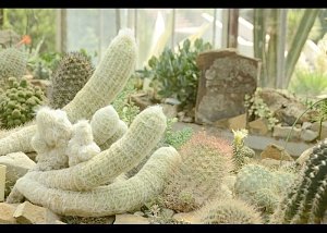 Кактусовая оранжерея Никитского ботанического сада отмечает 20-летие