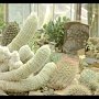 Кактусовая оранжерея Никитского ботанического сада отмечает 20-летие