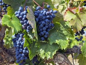 Уборка винограда началась в «Массандре»