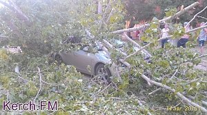 В Керчи дерево упало на автомобиль