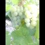 Севастопольские предприятия начали сбор винограда