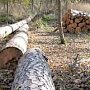 В Крыму подешевела древесина
