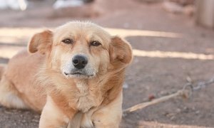 В Крыму полиция спасла собаку, которую собирались съесть