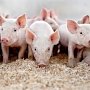 Для предупреждения заноса вируса африканской чумы в свиноводческих хозяйствах введён закрытый режим