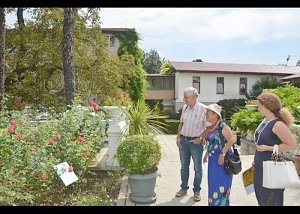 В Никитском ботаническом саду будут цвести новые сорта французских роз