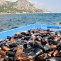 В Крыму за полгода вырастили 39 тонн мидий и устриц