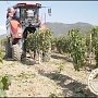 Виноградоуборочный комбайн заменяет работу 150-ти человек