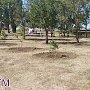 В Керчи в Аршинцево высадили молодые деревья