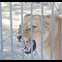 Новый вольер для прайда львов появился в зооуголке Симферополя
